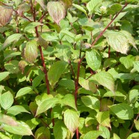 Red-barked Dogwood
